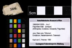 Foto (Objekt + Etiketten) von Paguridae indet. 